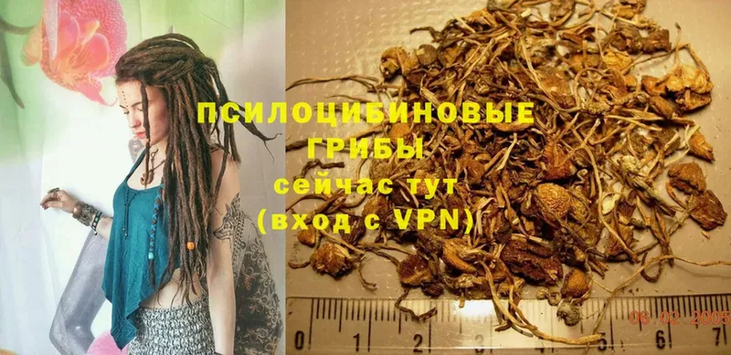 Псилоцибиновые грибы Psilocybe  закладки  Андреаполь 